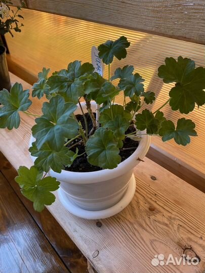 Пеларгония