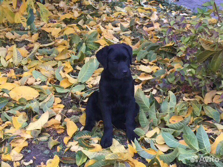 Лабрадор вязка