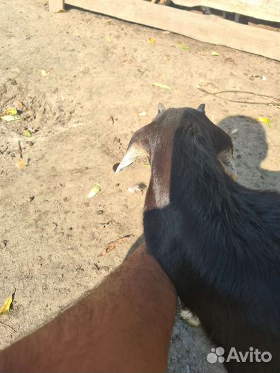 Англо-нубийский козлики