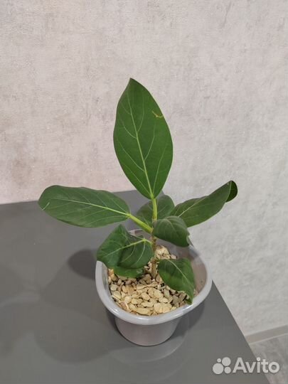 Фикус андреа