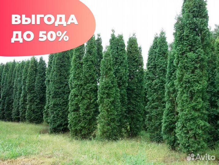 Туя даника с бесплатной доставкой