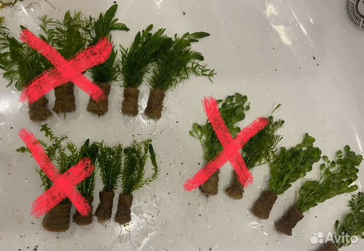 Прополка аквариумных растений