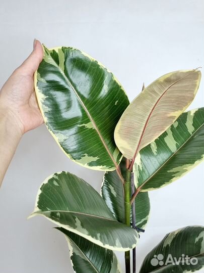 Фикус эластика белиз