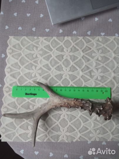 Рога косули