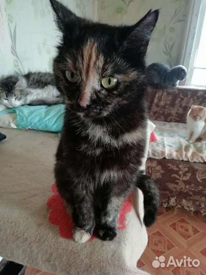 Кошка стерилизованная