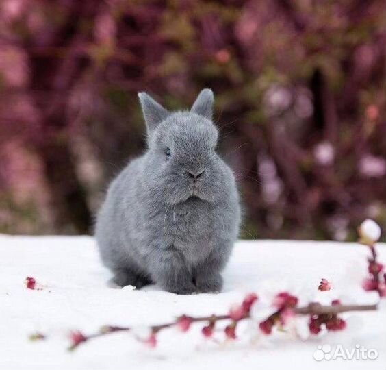 Кролики Миниатюрные для Квартиры и Дома