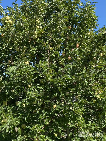 Яблоки домашние