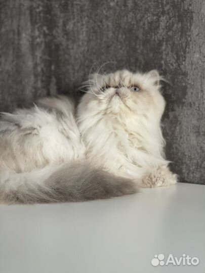 Персидская гималайская голубоглазая блю поинт