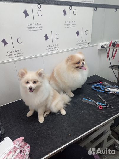 Модель на груминг