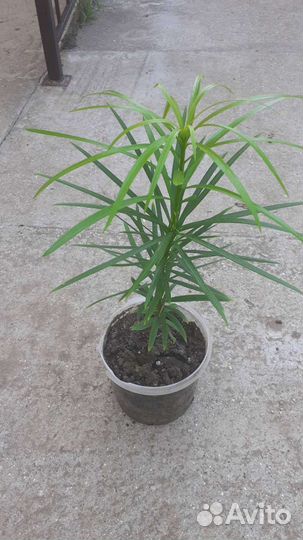 Ногоплодник (подокарп)