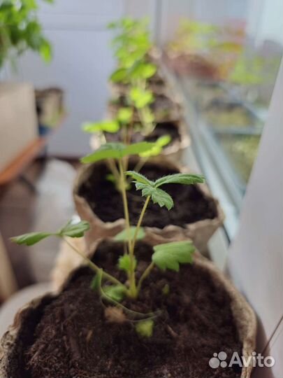 Клубника/земляника в горшке