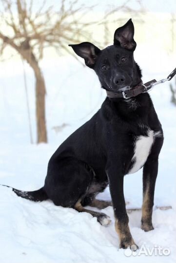 Маленькая собака