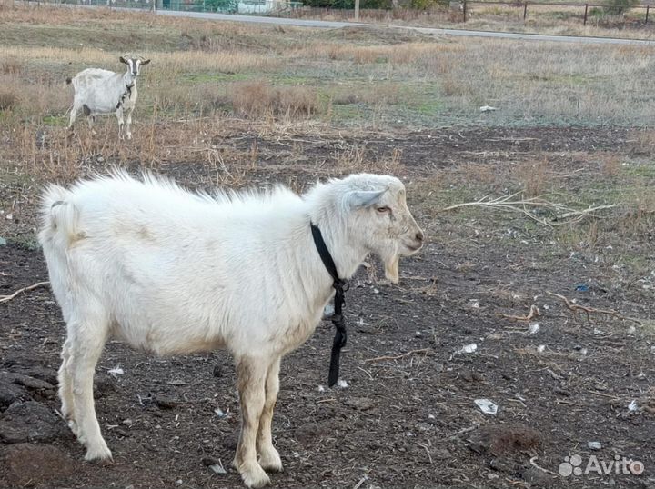 Козел зааненский
