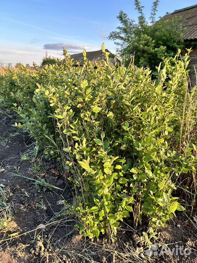 Кизильник с закрытой корневой системой