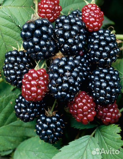 Малина, йошта, крыжовник, смородина