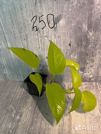 Сциндапсусы