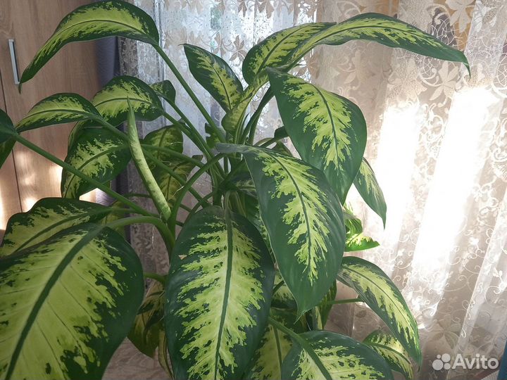 Диффенбахия