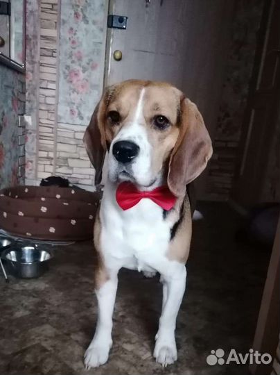 Бигль вязка