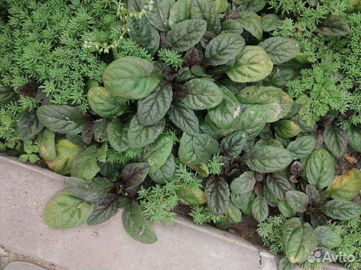 Зелень для украшения клумбы