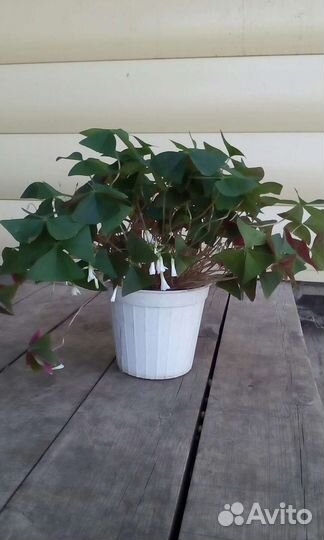 Кислица или оксалис с зелеными листьями