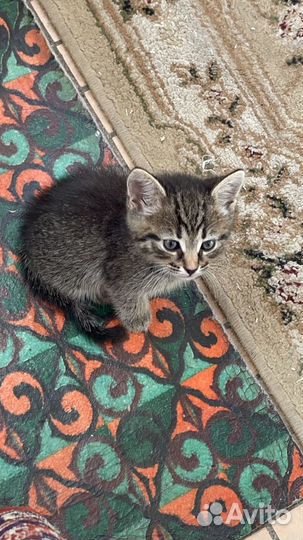 Котенок мальчик 1 месяц