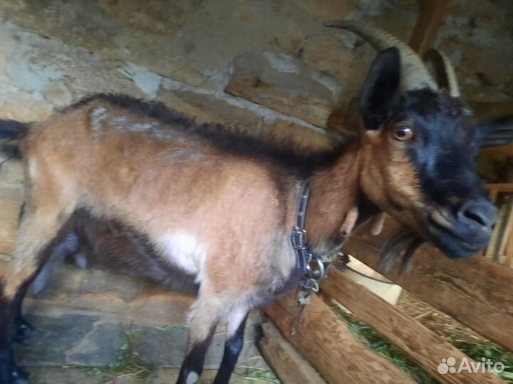 Коза дойная альпийская