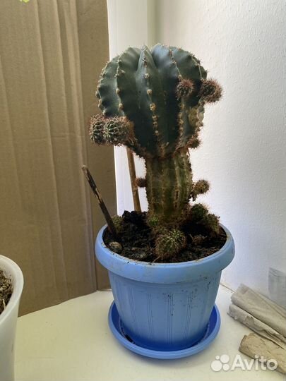 Комнатные цветы