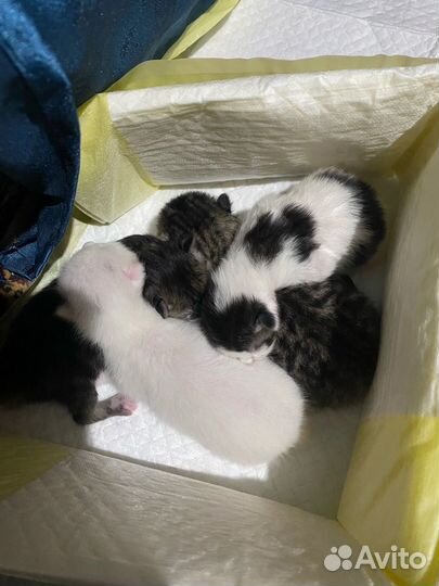 Отдам в добрые руки