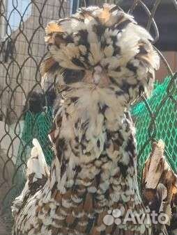 Куры Падуаны