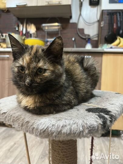 Брошенные котята