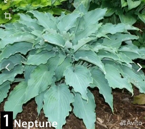 Гигантские голубые хосты. 12 сортов