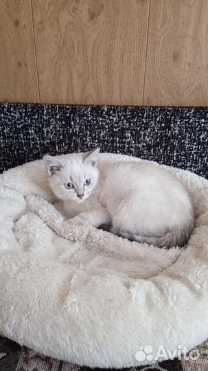 Кошечка бесплатно