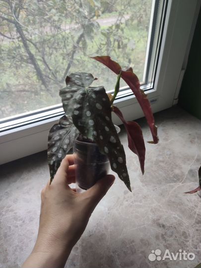 Бегония макулата полька дот