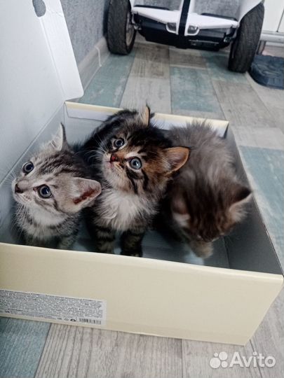 Кошечки 1,5 мес