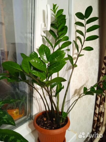 Замиокулькас