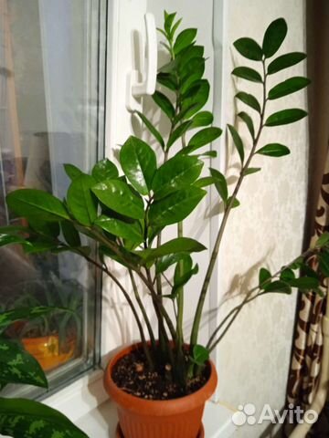 Замиокулькас