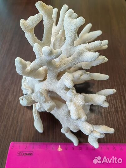 Коралл морской