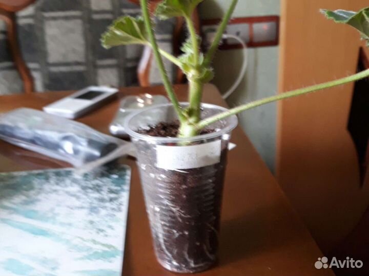 Герань пеларгония