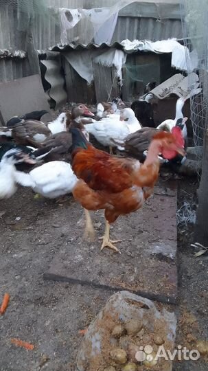 Мускусные утки тяжелые линии