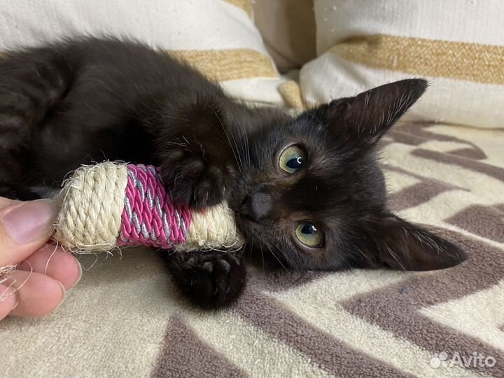 Очаровательная девочка в поиске семьи