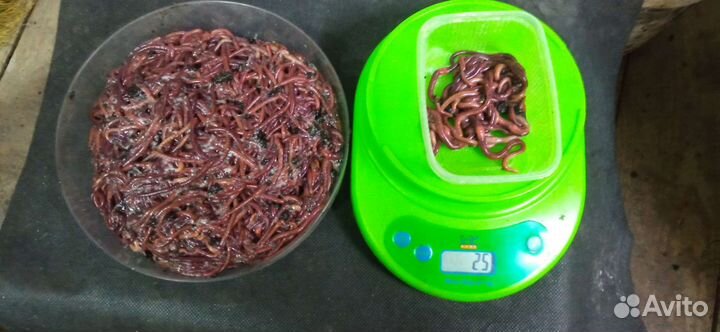 Черви для рыбалки