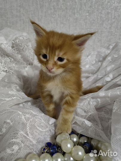 Котята мейн-куна