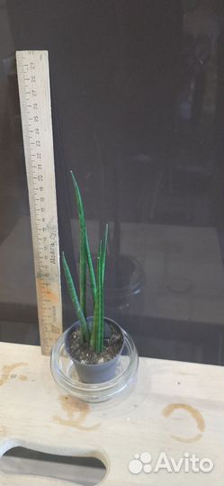 Сансевиерия,адениум мини,каланхое,пальма