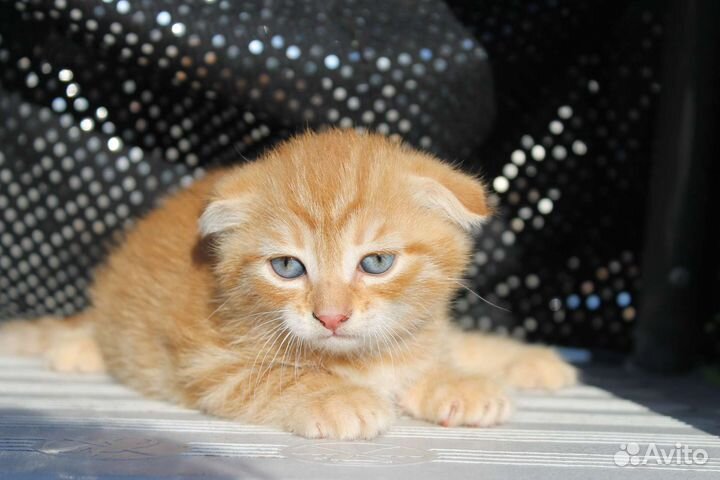 Вислоухие котята