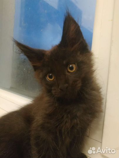 Котятки мейн-кун 2,5 мес чёрные