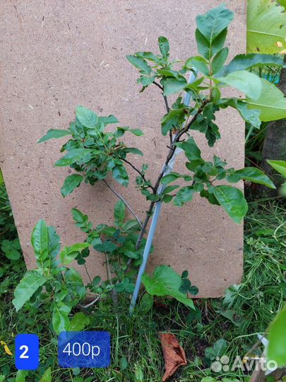 Рябина Бурка - сладкоплодная низкорослая