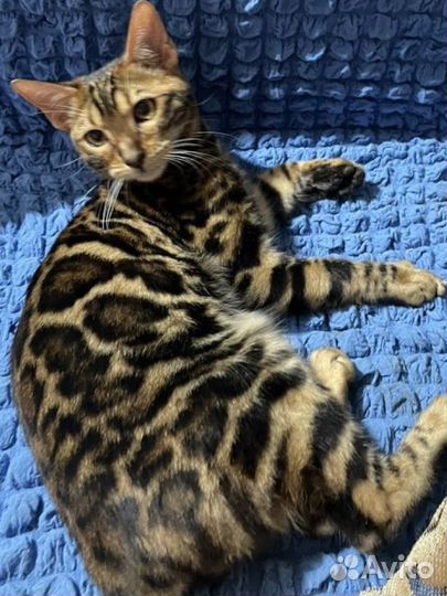 Котята бенгальской породы