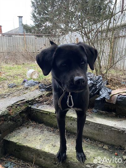 Собака в добрые руки