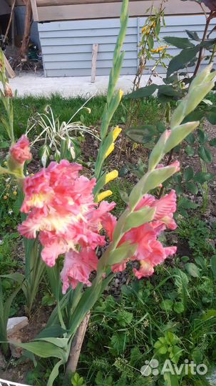 Гладиолусы луковицы