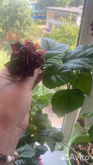 Гибискус китайская роза